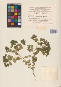 Euphorbia peplus L., Eastern Europe, West Ukrainian region (E13) (Ukraine)