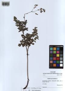 Thalictrum foetidum subsp. foetidum, Siberia, Altai & Sayany Mountains (S2) (Russia)