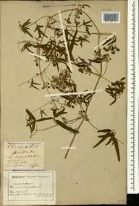 Clematis orientalis L., Caucasus, Georgia (K4) (Georgia)