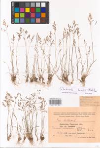 Catabrosella humilis (M.Bieb.) Tzvelev, Middle Asia, Caspian Ustyurt & Northern Aralia (M8) (Kazakhstan)