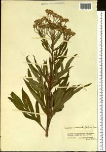 Jacobaea cannabifolia (Less.) E. Wiebe, Siberia, Baikal & Transbaikal region (S4) (Russia)