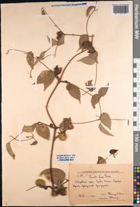 Clematis fusca Turcz., Siberia, Russian Far East (S6) (Russia)