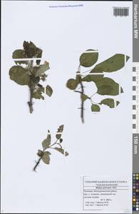 Malus sylvestris Mill., Eastern Europe, Middle Volga region (E8) (Russia)
