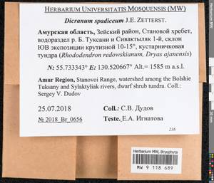 Dicranum spadiceum J.E. Zetterst., Bryophytes, Bryophytes - Russian Far East (excl. Chukotka & Kamchatka) (B20) (Russia)