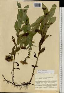 Pentanema salicinum (L.) D. Gut. Larr., Santos-Vicente, Anderb., E. Rico & M. M. Mart. Ort., Eastern Europe, South Ukrainian region (E12) (Ukraine)
