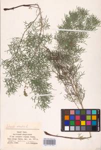 Adonis vernalis L., Eastern Europe, Eastern region (E10) (Russia)