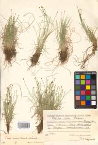 Carex onoei Franch. & Sav., Siberia, Russian Far East (S6) (Russia)