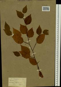 Betula ermanii var. lanata Regel, Siberia, Yakutia (S5) (Russia)