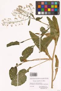 Rorippa amphibia (L.) Besser, Eastern Europe, Western region (E3) (Russia)