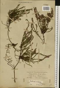 Calluna vulgaris (L.) Hull, Eastern Europe, Belarus (E3a) (Belarus)
