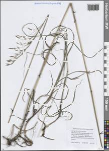 Bromus riparius Rehmann, Eastern Europe, Moscow region (E4a) (Russia)