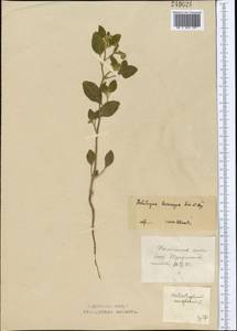 Heliotropium ellipticum Ledeb., Middle Asia, Northern & Central Kazakhstan (M10) (Kazakhstan)