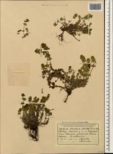 Cruciata taurica (Pall. ex Willd.) Ehrend., Caucasus, Krasnodar Krai & Adygea (K1a) (Russia)