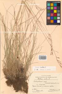 Festuca rubra L., Siberia, Russian Far East (S6) (Russia)
