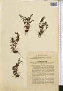 Woodsia ilvensis (L.) R. Br., Western Europe (EUR) (Slovakia)
