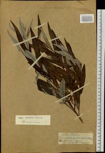 Salix schwerinii E.L.Wolf, Siberia, Chukotka & Kamchatka (S7) (Russia)