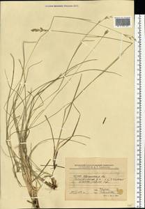 Danthonia decumbens (L.) DC., Eastern Europe, Belarus (E3a) (Belarus)