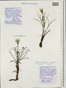 Tragopogon tuberosus C. Koch, Caucasus, Black Sea Shore (from Novorossiysk to Adler) (K3) (Russia)