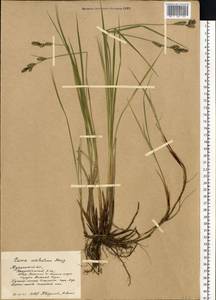 Carex adelostoma V.I.Krecz., Eastern Europe, Northern region (E1) (Russia)