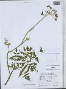 Conioselinum tataricum Hoffm., Middle Asia, Western Tian Shan & Karatau (M3) (Kyrgyzstan)