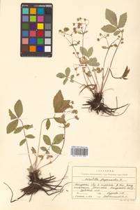 Potentilla fragarioides L., Siberia, Russian Far East (S6) (Russia)