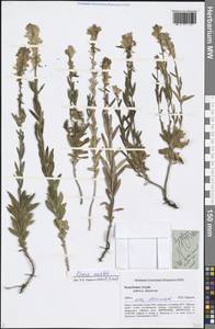 Linaria acutiloba Fisch. ex Rchb., Siberia, Altai & Sayany Mountains (S2) (Russia)
