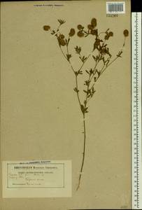 Trifolium arvense L., Eastern Europe, Belarus (E3a) (Belarus)