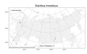 Dianthus imereticus (Rupr.) Schischk., Atlas of the Russian Flora (FLORUS) (Russia)