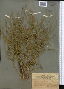 Heliotropium dasycarpum Ledeb., Middle Asia, Pamir & Pamiro-Alai (M2) (Uzbekistan)