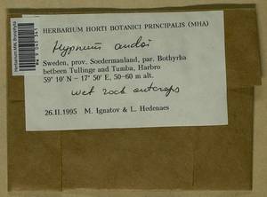 Hypnum andoi A.J.E. Sm., Bryophytes, Bryophytes - Western Europe (BEu) (Sweden)