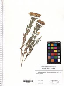 Galatella villosa (L.) Rchb. fil., Eastern Europe, Eastern region (E10) (Russia)