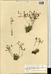 Chamaerhodos trifida Ledeb., Mongolia (MONG) (Mongolia)