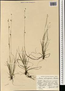 Carex karoi (Freyn) Freyn, Mongolia (MONG) (Mongolia)
