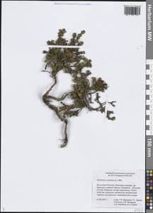 Phyllodoce caerulea (L.) Bab., Siberia, Chukotka & Kamchatka (S7) (Russia)