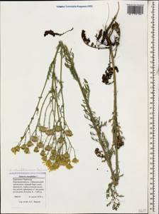 Jacobaea schischkiniana (Sofieva) B. Nord. & Greuter, Caucasus, Stavropol Krai, Karachay-Cherkessia & Kabardino-Balkaria (K1b) (Russia)