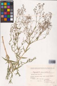 Gypsophila paniculata L., Eastern Europe, Middle Volga region (E8) (Russia)
