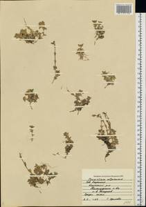 Cerastium alpinum L., Eastern Europe, Northern region (E1) (Russia)