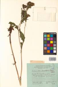 Potentilla longifolia Willd., Siberia, Russian Far East (S6) (Russia)