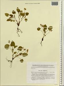 Viola ×braunii Borbás, Siberia, Western Siberia (S1) (Russia)