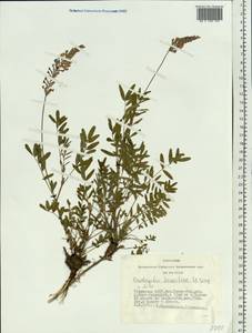 Onobrychis arenaria subsp. arenaria, Siberia, Altai & Sayany Mountains (S2) (Russia)