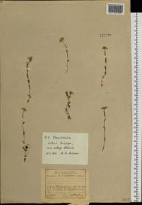 Noccaea cochleariforme (DC.) Á. Löve & D. Löve, Siberia, Baikal & Transbaikal region (S4) (Russia)