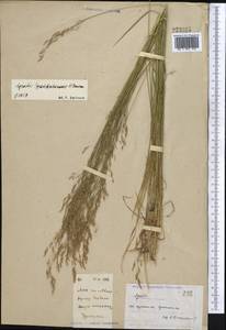 Agrostis vinealis Schreb., Middle Asia, Northern & Central Kazakhstan (M10) (Kazakhstan)