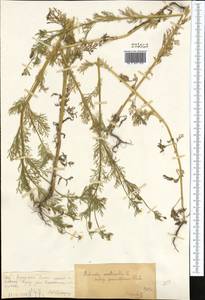 Adonis vernalis L., Middle Asia, Northern & Central Tian Shan (M4) (Kazakhstan)