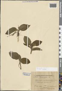 Potamogeton natans L., Eastern Europe, Lower Volga region (E9) (Russia)