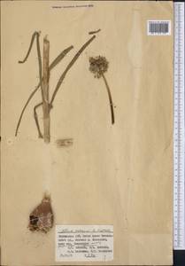 Allium oschaninii O.Fedtsch., Middle Asia, Western Tian Shan & Karatau (M3) (Kyrgyzstan)