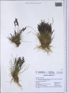 Agrostis rupestris All., Western Europe (EUR) (Italy)
