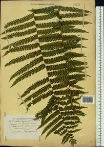 Matteuccia struthiopteris (L.) Tod., Eastern Europe, North-Western region (E2) (Russia)