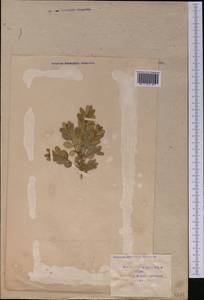 Buxus sempervirens L., Middle Asia, Syr-Darian deserts & Kyzylkum (M7) (Uzbekistan)