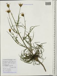 Scorzonera lachnostegia (Woron.) Lipsch., Caucasus, Krasnodar Krai & Adygea (K1a) (Russia)