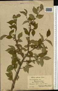Ulmus minor subsp. minor, Eastern Europe, Lower Volga region (E9) (Russia)